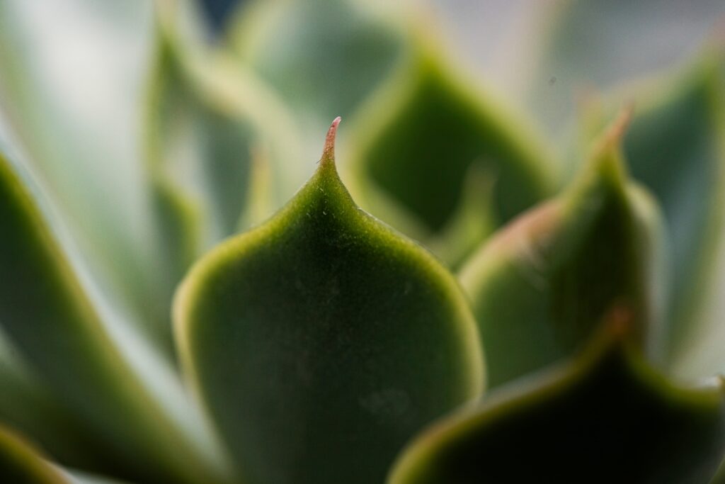 Acupuncture