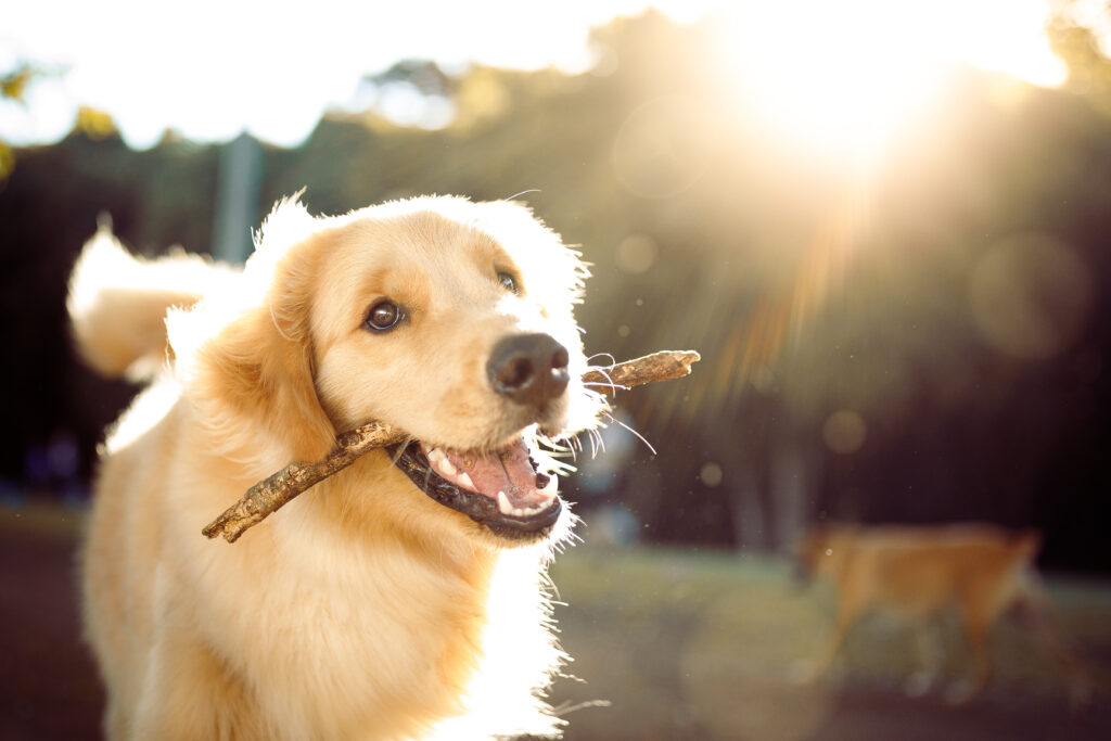 Animal Healing